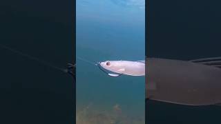 This SWIMBAIT Catches GIANT Fish…
