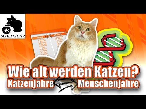 Video: Definition Des Seniorenalters Bei Katzen