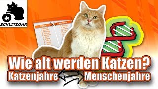 🔥Katzenalter berechnen? Welche Faktoren beeinflussen ein Katzenleben? Katzenjahre in Menschenjahre?