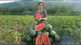 Harvesting watermelons go to the market sell and buy meat, vegetables go home cook with family