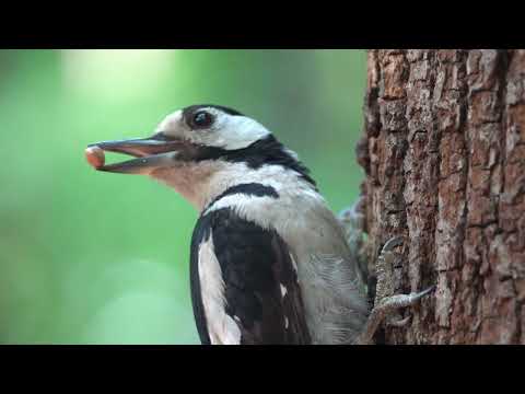 Дятел кормит своего птенца орехами / A woodpecker feeds his chick with nuts