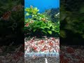 宮城えび様より ~赤太極~ #タイガービーシュリンプ #赤太極