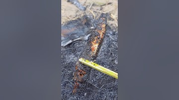 Cắm câu cá lóc về làm cá nướng trui