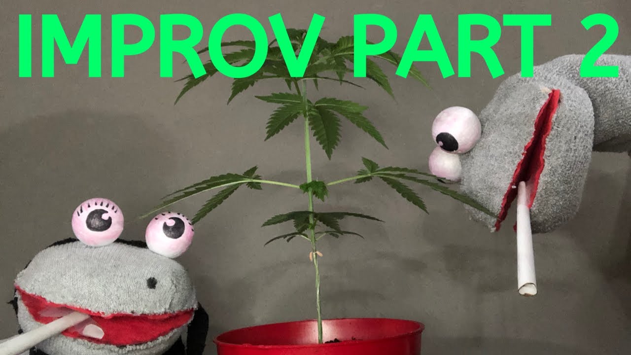 Hello Mr. Wolf - Improv and Comedy