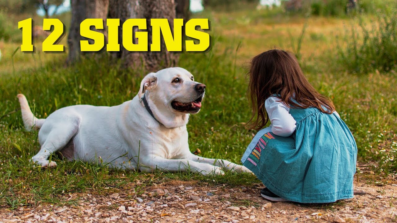 12 Heartwarming Signs Your Dog is Deeply Attached - YouTube