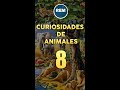 Curiosidades de animales 8 #curiosiades #animales #fauna #tigre #cosasquenosabias