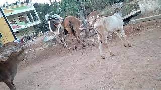 DESI COW & BULL MATING