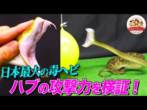 【身近な危険生物】日本最大の猛毒ヘビ・ハブの攻撃力が分かる動画！敵を見分けるピット器官とは？採毒の様子も！（ジャパンスネークセンター②）【どうぶつ奇想天外／WAKUWAKU】