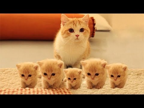 猫かわいい すごくかわいい子猫 最も面白い猫の映画 247 Youtube