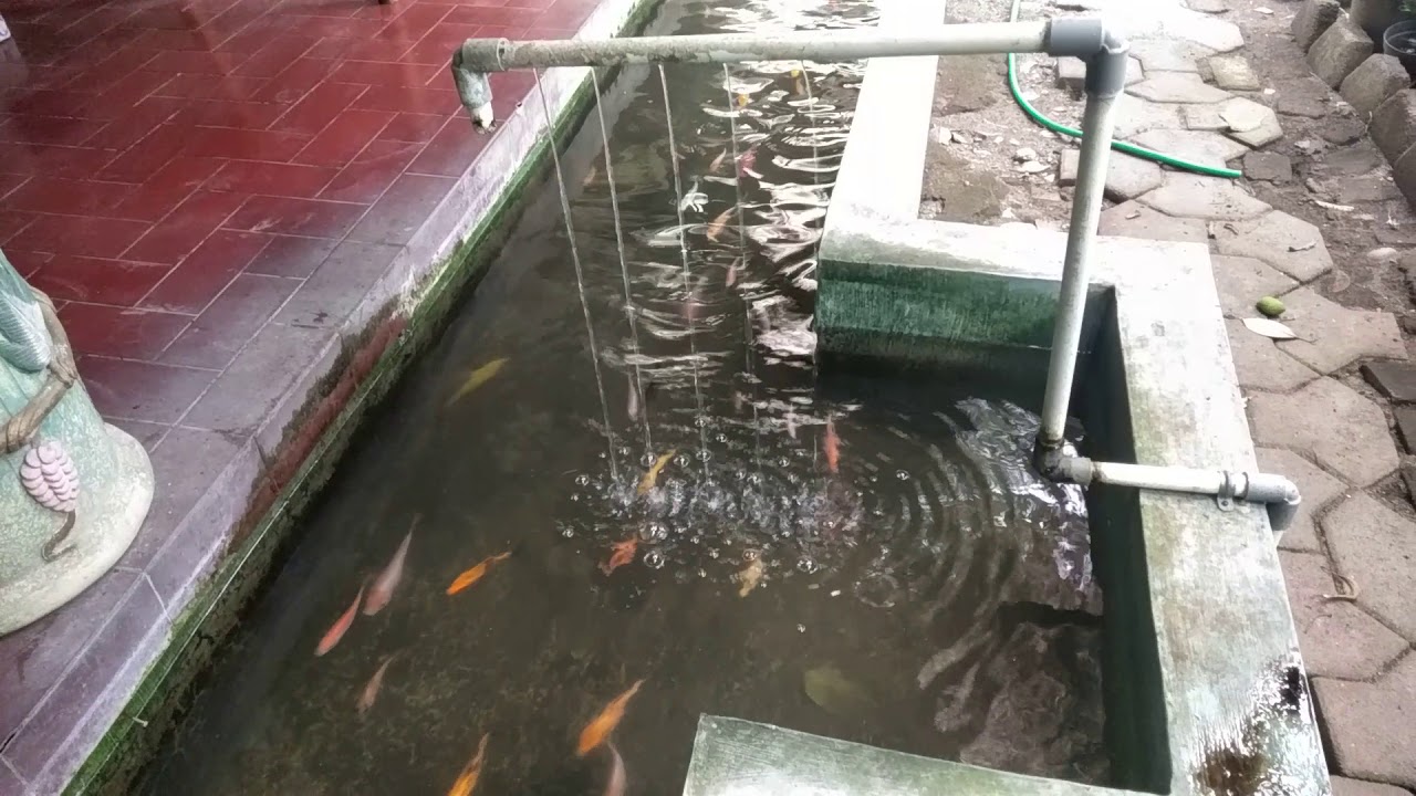 Kolam Ikan Di Teras Rumah YouTube