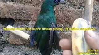 Burung murai irian di beri makan pisang.. di makan enggak ya...