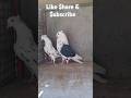 Choti waali jor ka shauk kare #pigeon #kabootar #highflyingpigeons#kabutar #pigeonlover #kabutarbazi
