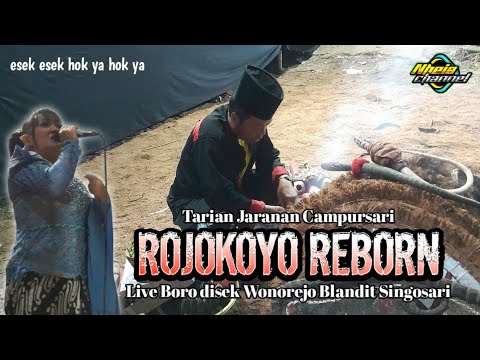 TARIAN JARANAN ROJOKOYO REBORN, live Wonorejo Blandit Singosari #rojokoyoreborn 