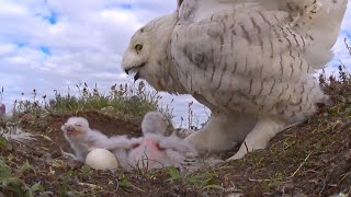 Snowy owls: first stage of perfection