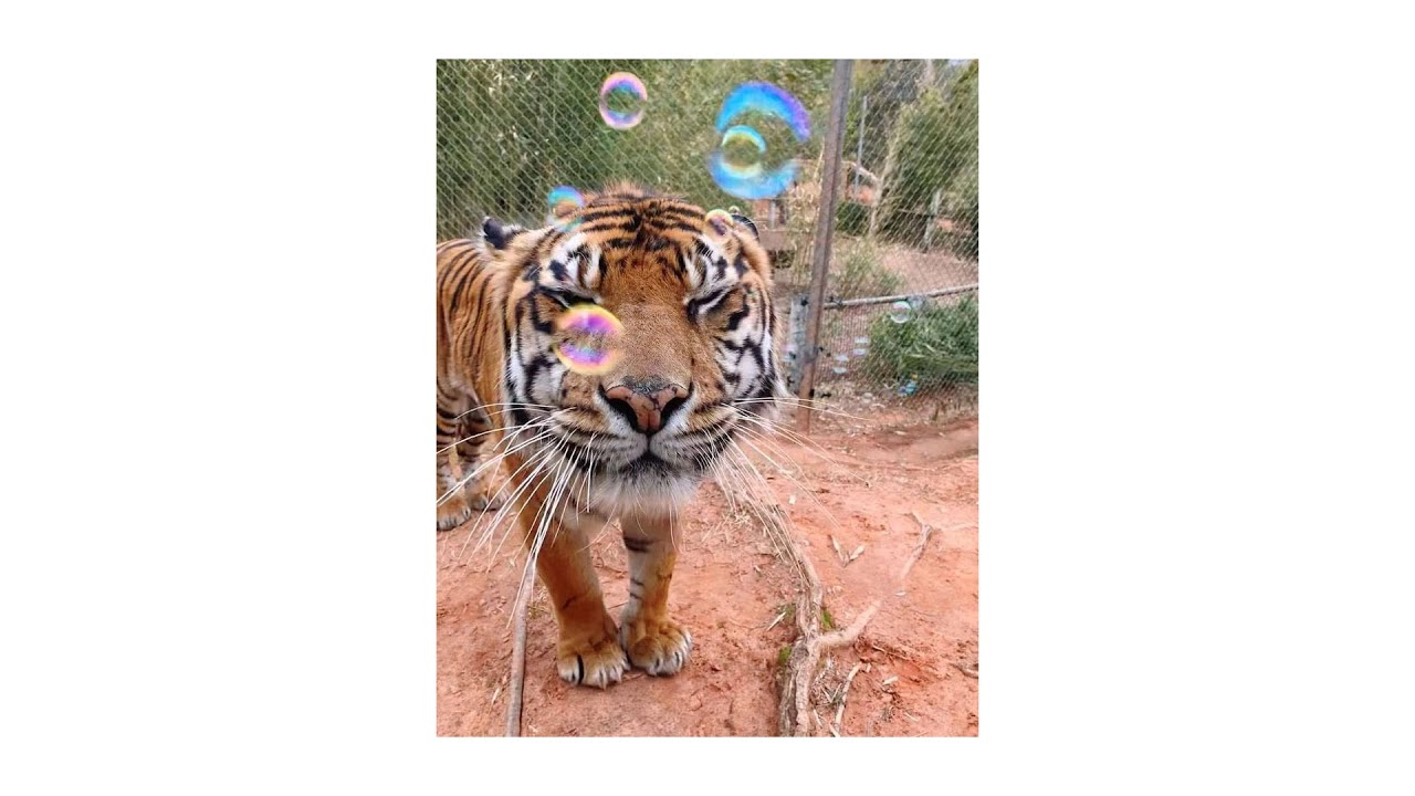 mc몽 - Bubble Love (with 서인영) (speed up)