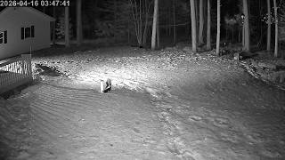 20260416 034712 Skunk clips snowy backyard spedup4x