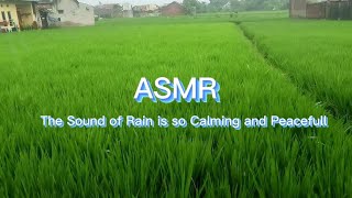 walking through the rain in the middle of a green rice field - Rain ASMR (no talking)