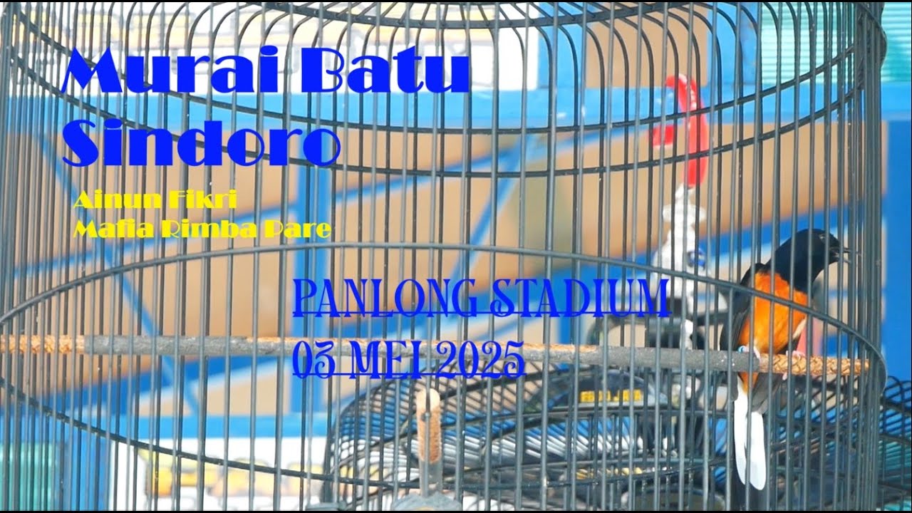 Penampilan MB Sindoro Mr.Ainun Fikri Mafia Rimba Pare, Di Panlong Stadium 03 Mei 2025.