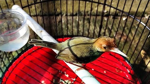 Suara Prenjak Merah Berkicau NGALUN Ampuh Sebagai PIKAT Dan Pancingan Cinenen Bahan Supaya Gacor DOR