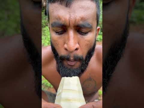 Delicious Bamboo Plant