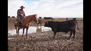 Feonix At The Feedlot