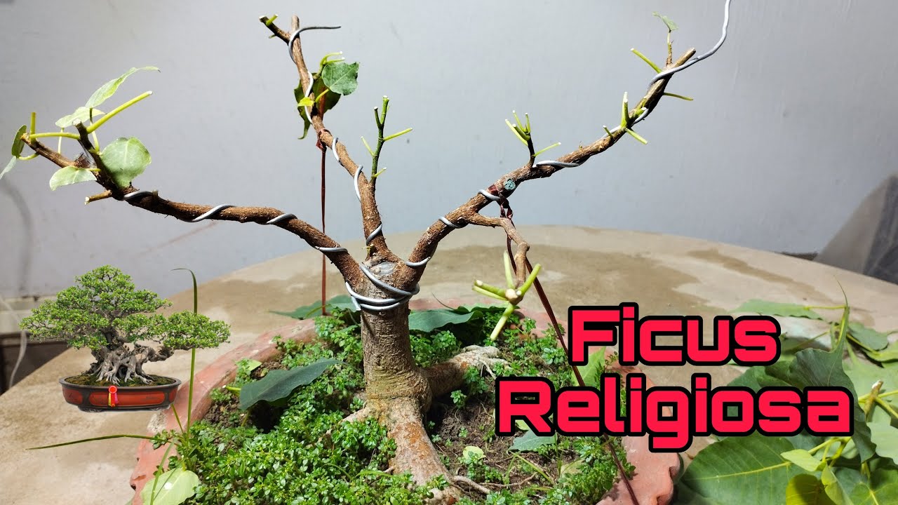 Ficus Religiosa Bonsai with update YouTube
