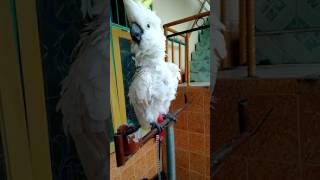 Download lagu Kakatua suara ayam Kakatua suara ayam