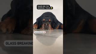 Labrador Dog Vs Rottweiler Guard Protection Test Reaction shorts