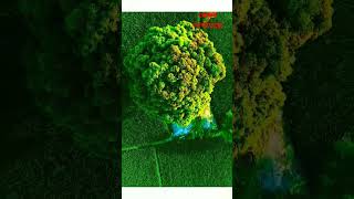 sobuj pokiriti. doron vidio #কাচাবাদামsong