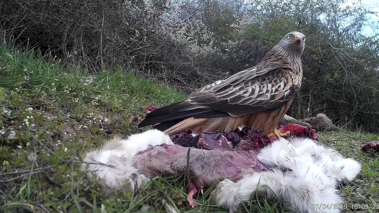 games people play Red kite eats carrion. Rotmilan frißt Aas.