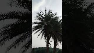 birds sound evening nazara Baya bird nest