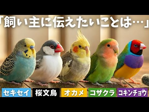 What if your beloved bird could talk? Hearing their true feelings