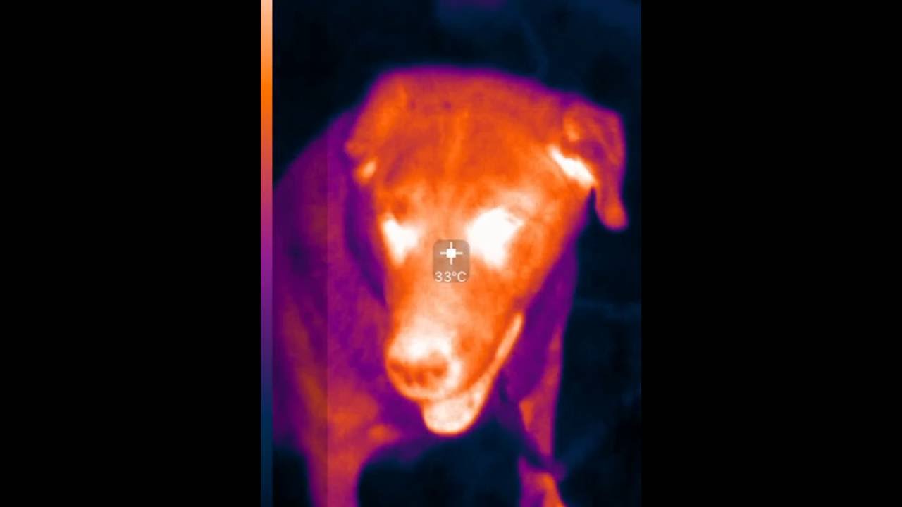 Dog recorded with InfraredCamera (Seek CompactPRO) YouTube
