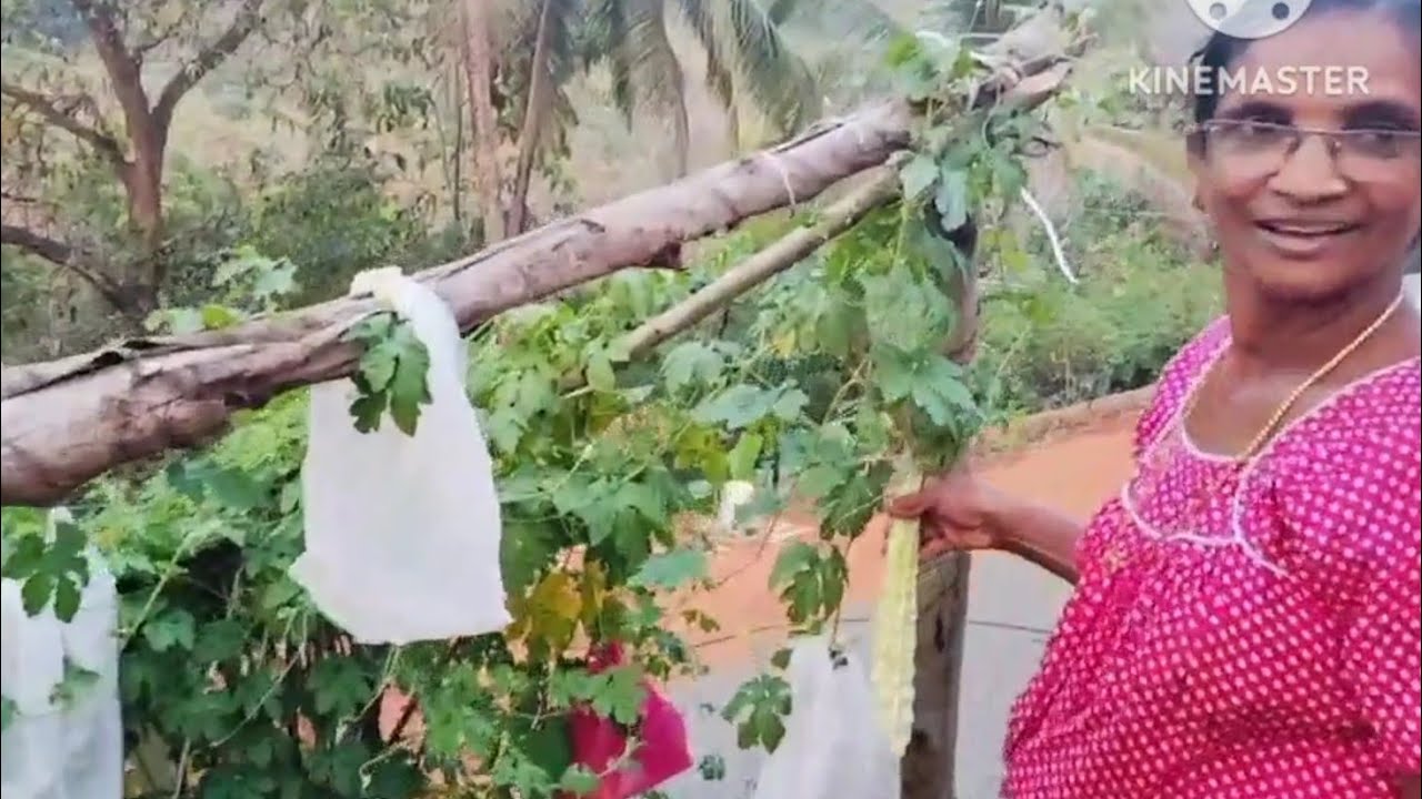 വിഷരഹിത പച്ചക്കറി🤤🤤🤤