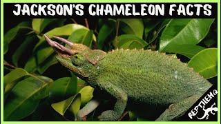 Watch to Discover 10 Amazing Facts About Jacksons Chameleon