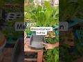 cara menambahkan nutrisi hidroponik #janurinurhidayat #berkebun
