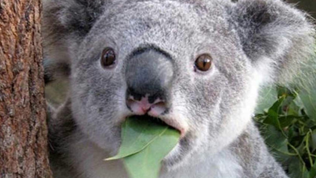 koala sound effect sound of kaola bear screaming YouTube