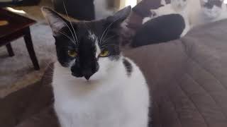 Poor Mickey is Left Out of the Cat Clique by The Black and White Brigade 1,143 views 1 month ago 59 seconds