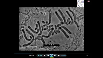 Real Microscopic Mitosis  ( MRC )