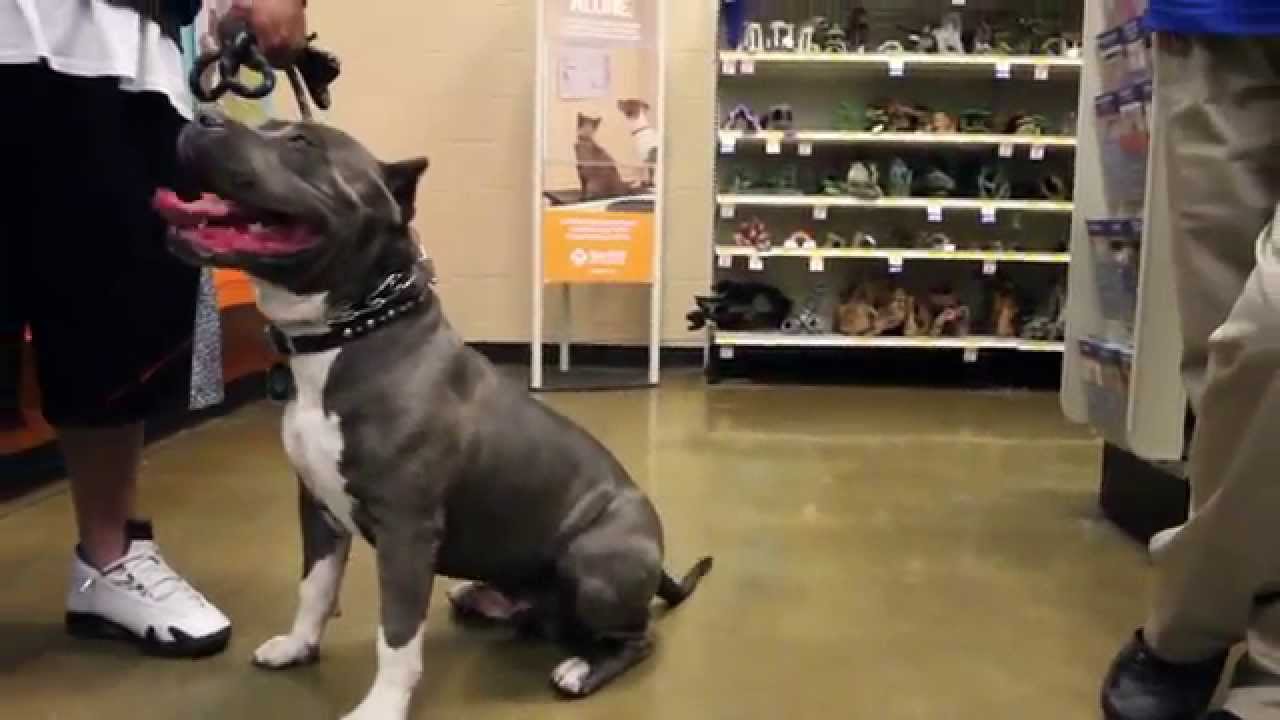 6 month old american bully weight