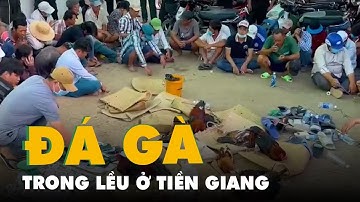 Bắt quả tang gần 100 người tham gia đá gà ăn tiền trong lều ở Tiền Giang
