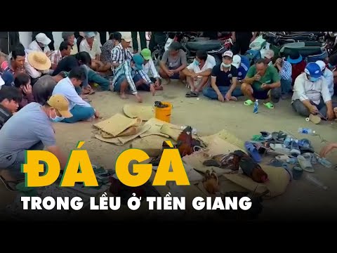 Video Bắt quả tang gần 100 người tham gia đá gà ăn tiền... - youtube