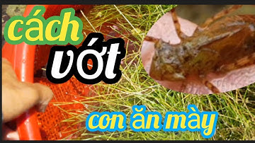 chia sẻ cách súc con ăn mày thích sống những nơi