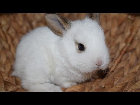 Cute baby Rabbit kits#India - YouTube