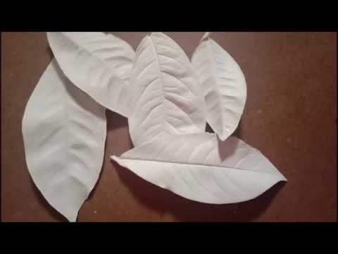 leaf casting with plaster of paris