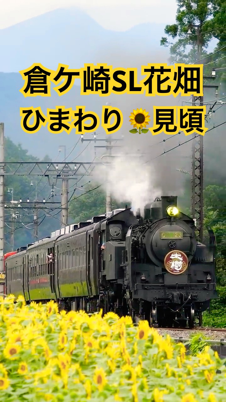 4Kshorts 東武鉄道「SL大樹・上り6号」ひまわり見頃！倉ヶ崎通過 Tobu