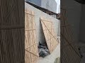 HASIL PEMASANGAN PAGAR BAMBU RAPAT 2X2M | BOSBAMBU