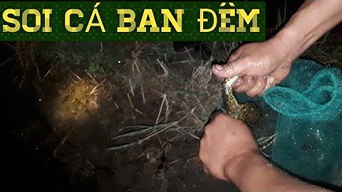 Hai cha con đi soi cá ban đêm ngoài ruộng. BE STEEN TV