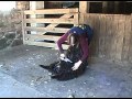 Sheep Shearing With Hand Clippers 