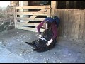 Sheep Shearing with hand clippers